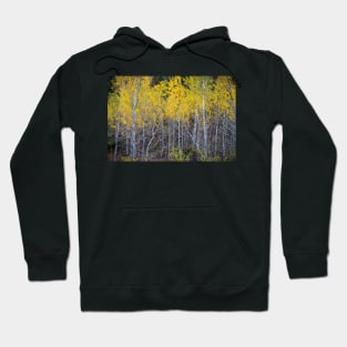 Aspen Forest Autumn Colors Hoodie